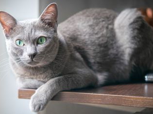 Purebred korat cat posing on a table indoor and looking at camera