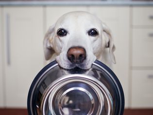 sustainable dog foods