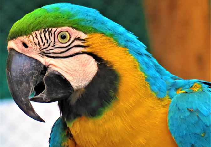 Macaw face close up.