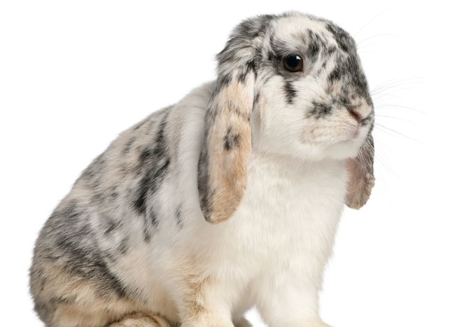 French lop rabbit with white background.