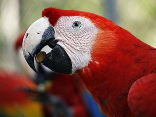 Red macaw eating a seed.