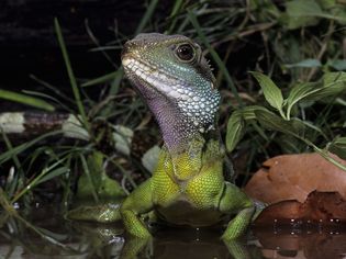 Chinese Water Dragon in captivity