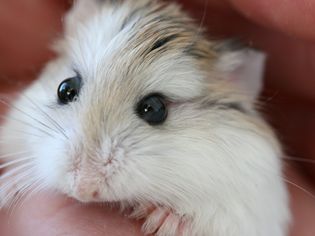 Robo (Roborovski) hamster