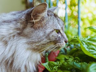 Silver tabby cat sniffy a fragrant basil plant