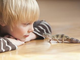 Caucasian boy looking at lizard