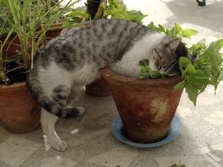 Domestic cat eating catnip