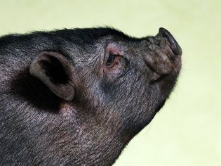 Pot bellied pig profile