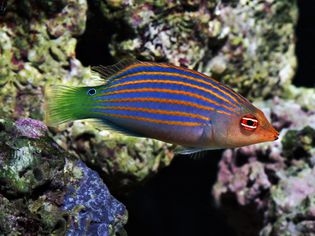 Six Line Wrasse with coral background