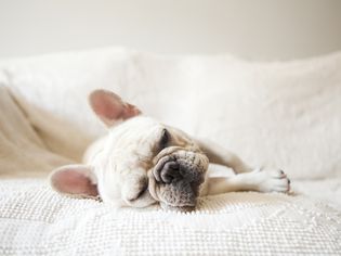 French dog sleeping on sofa