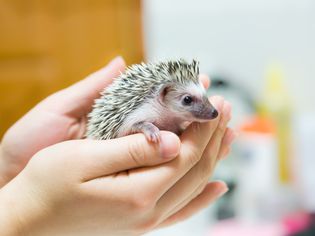 Holding a baby hedgehog
