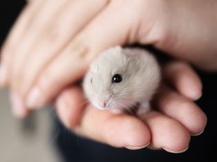 Chinese hamster in hands