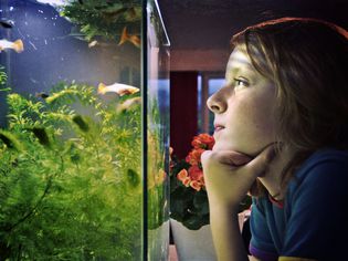 A child looking at a fish tank