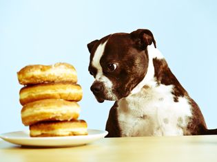 dog looking at donuts