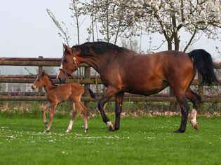 Westphalian mare and foal in a pasture.