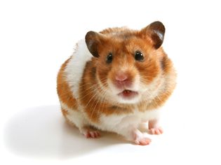 Brown and white hamster on a white background.