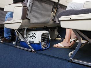 Pet dog stowed under airplane seat