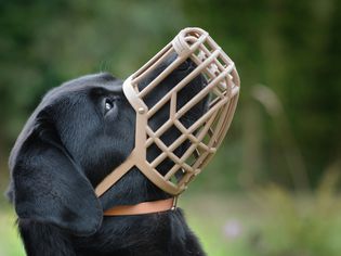 Labrador in well fitting muzzle