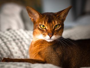 An Abyssinian cat laying on a blanket.