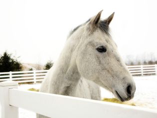 A light gray appendix horse standing behind a white fence in the snow.