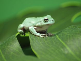White's Tree Frog