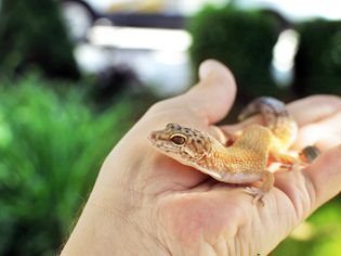 Leopard gecko on a hand outside.