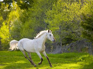 white horse in a field