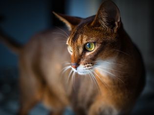 Abyssinian cat up close, side view of face