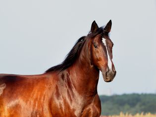 Bay Trakehner stallion in a field