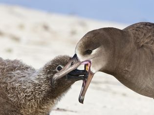 Black-footed albatross regurgitating food