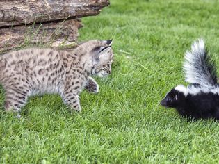 cat next to a skunk