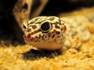 Leopard Gecko on a substrate
