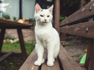 White cat without collar sitting on bench outside.