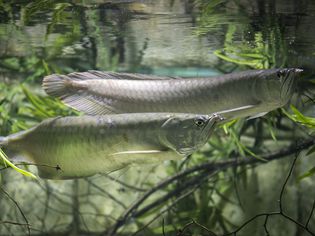 two silver arowena fish in water