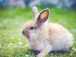 Rabbit sitting on grass