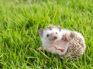 Hedgehog rolling in grass.