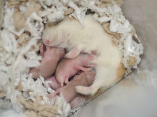 Hamster mother with babies