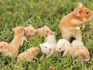 Syrian Hamster with babies