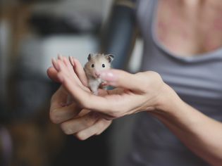 Well manicured hands holding a hamster