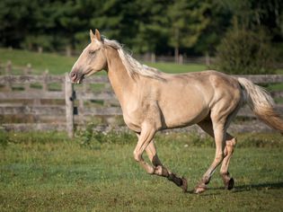 Tennessee Walking Horse cantering in a pasture