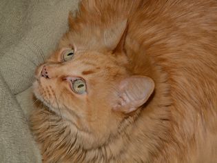 Orange cat with lentigo