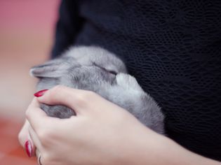 Close up of sleeping baby gray bunny in hands