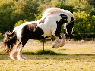 Gypsy horse playing in turnout.