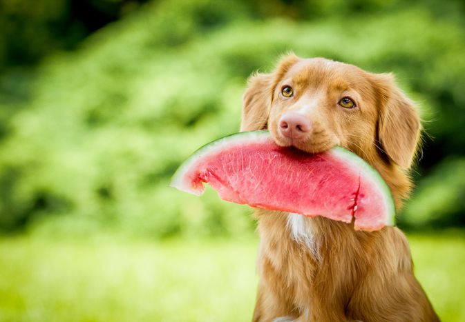 Brown dog outside holding big slice of watermelon in his mouth.