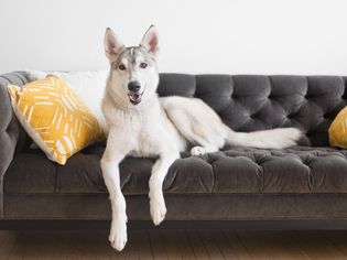 dog hanging on the couch