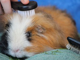 Person brushing the top of a guinea pig's head