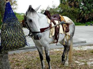Grey Florida Cracker Horse standing saddled for a hunting trip.