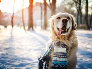 golden retriever with his tongue out standing outside in the winter there is snow on the ground and he is wearing a scarf