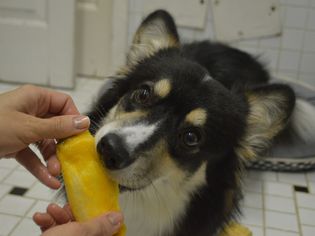 Dog eating a piece of mango.