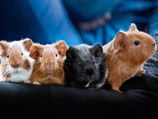 Four guinea pig babies on a blanket.