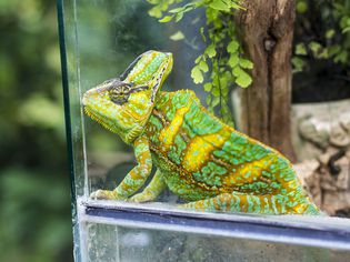 Chameleon sitting in terrarium